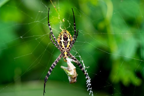 Banded garden spider on web wrapping prey in cocoon