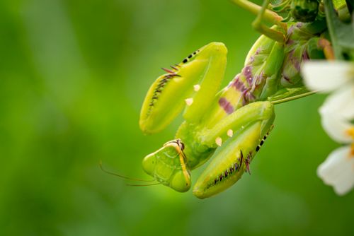 Free Big green European mantis hanging on plant with white flower in nature in summer day on green background Stock Photo