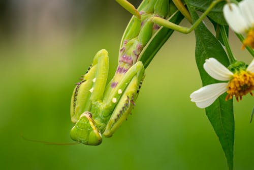 Gratis lagerfoto af alene, biologi, blad