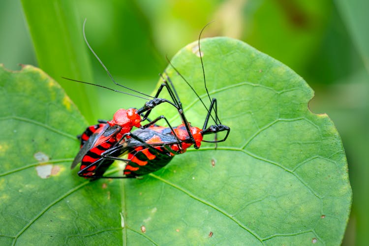 Small Bugs On Green Leaf In Nature