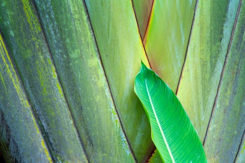 Green banana fan on background near leaf of exotic plant growing in light place