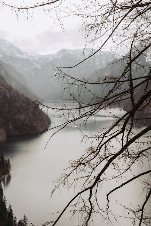 Imagine de stoc gratuită din cețos, crengi, fotografie cu natură