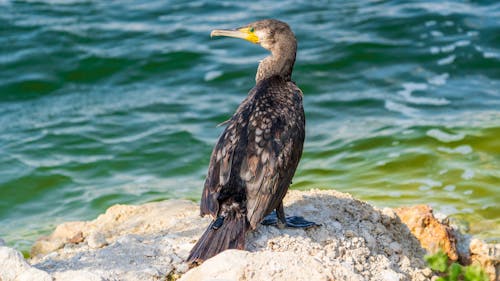 Back view of attentive great cormorant bird sitting on rocky boulder near waving sea and looking away on sunny day
