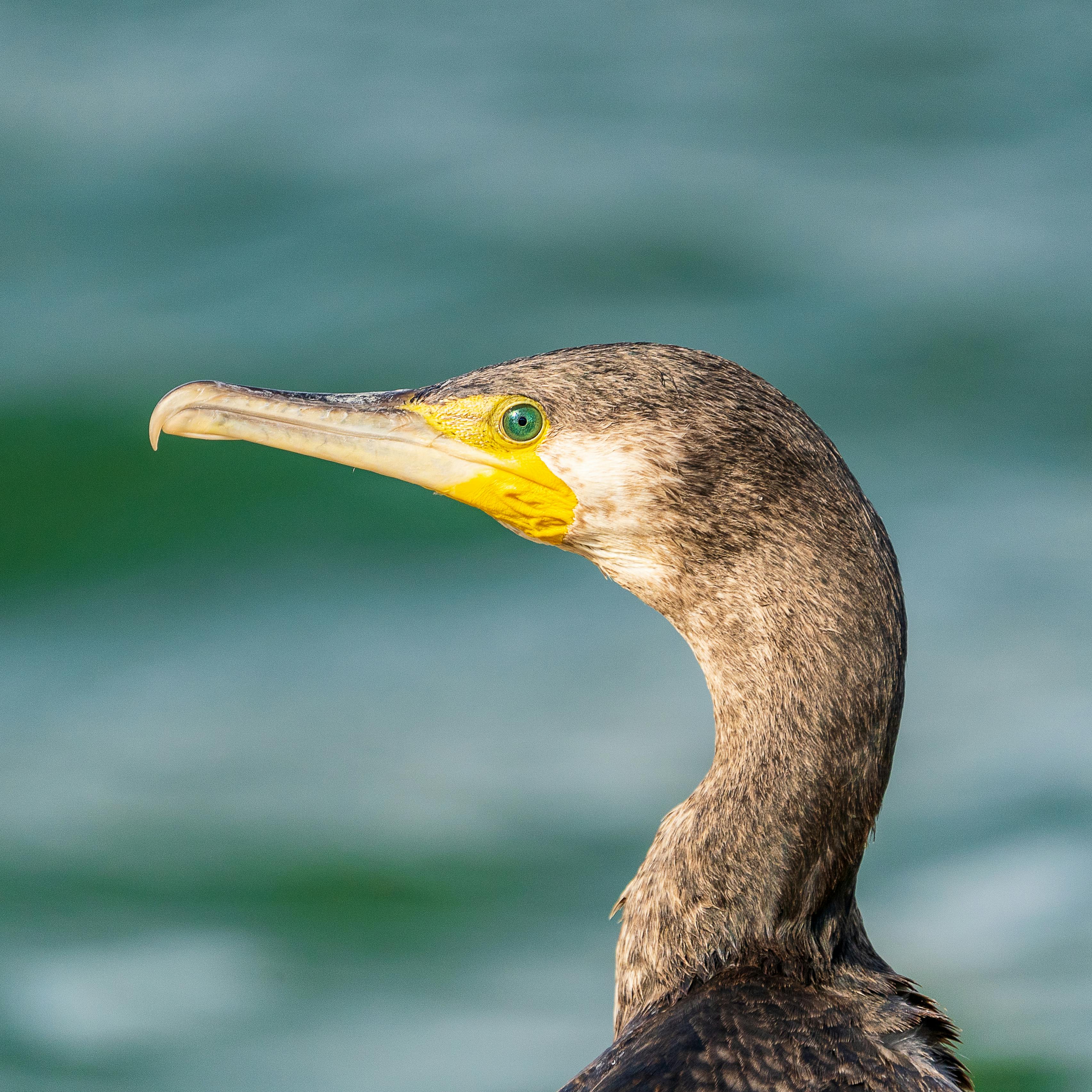 graceful great cormorant sitting near sea