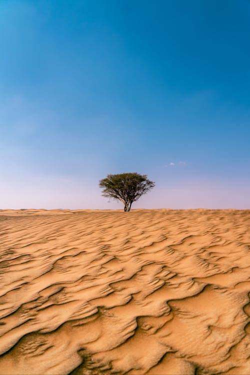 Tree in a Desert Under a Clear Blue Sky
