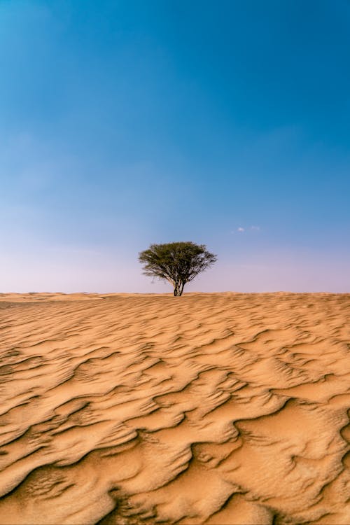 Foto d'estoc gratuïta de abandonat, arbre, àrid