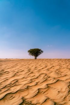 A solitary tree stands in the vast Sharjah desert, emphasizing arid beauty under a clear blue sky.