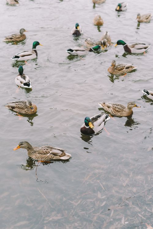 Free A flock of ducks swim in a chilly, ice-covered lake during winter. Stock Photo
