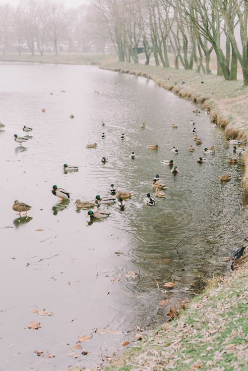 Free A group of ducks swimming in a tranquil lake surrounded by trees on a winter day. Stock Photo