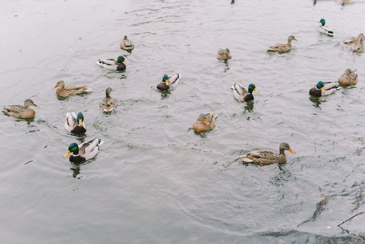 Flock Of Ducks On Water