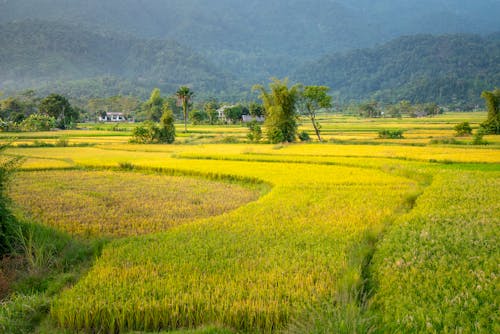 Immagine gratuita di abbondanza, agricoltura, agronomia