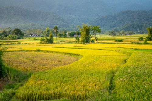 Free Picturesque view of lush abundant tea fields in spacious farmland located on hilly terrain Stock Photo