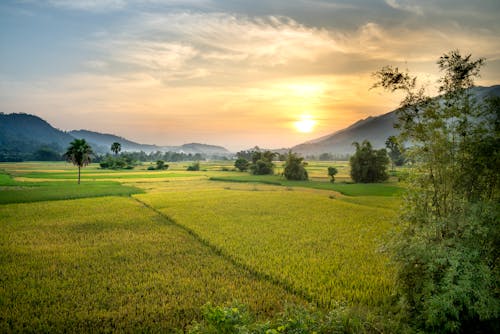 Foto stok gratis agrikultura, agronomi, alam