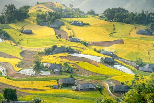 Darmowe zdjęcie z galerii z agronomia, botanika, bujny