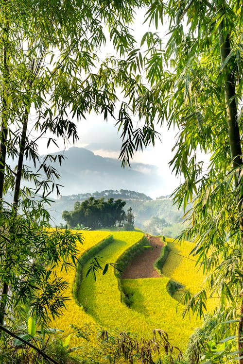 Scenic verdant tea plantation cultivated on hilly terrain