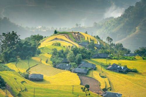 Amazing scenery of verdant rapeseed plantation and cottages on hilltop in lush sunny highlands
