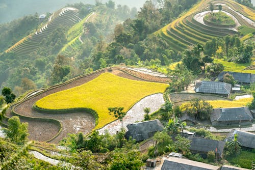 Amazing view of small village and agricultural fields on rapeseed cultivated on hilltop and tea or rice fields on hill slopes in peaceful countryside
