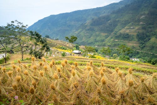 Rice bundles and agricultural fields on verdant highlands