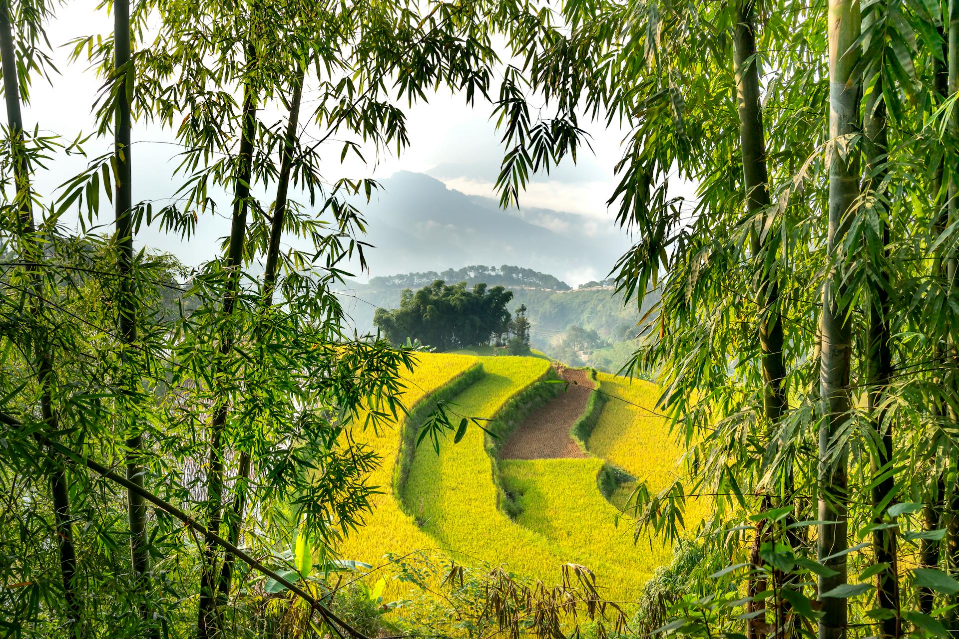 Scenic agricultural rice fields on hill slope