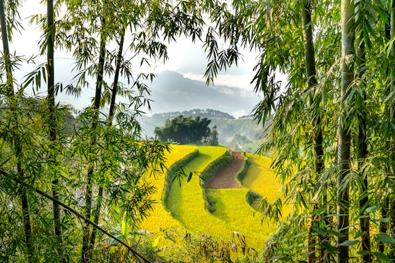 Scenic agricultural rice fields on hill slope