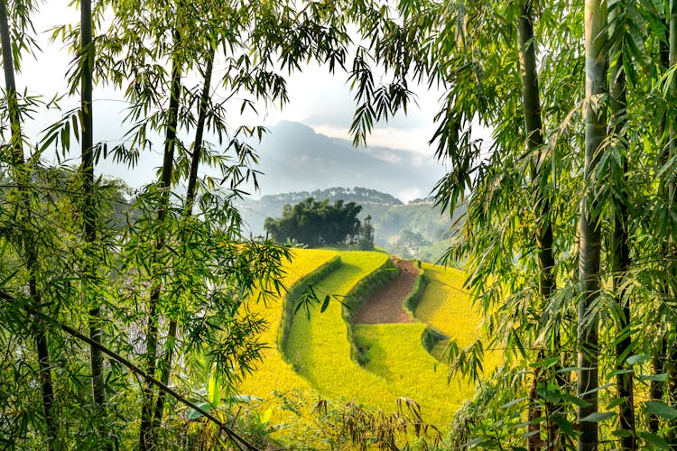 Scenic Agricultural Rice Fields On Hill Slope