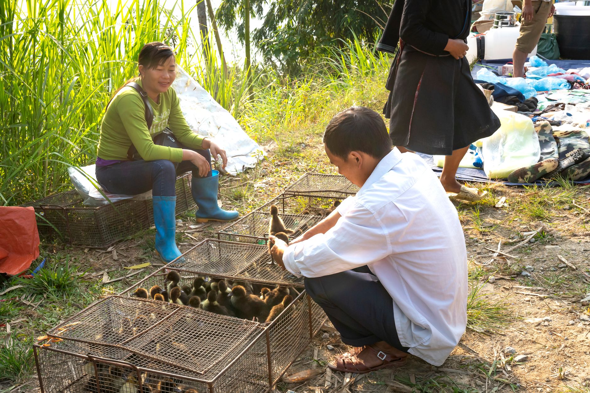 Bộ sơ cứu gia cầm đặt cạnh chuồng gà, khăn sạch, nước rửa vết thương và găng tay bảo hộ