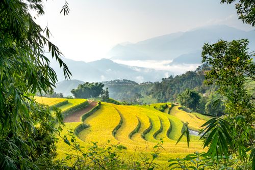 Free Picturesque scenery of verdant lush rapeseed cultivated on hill slope in forested highlands on sunny weather Stock Photo
