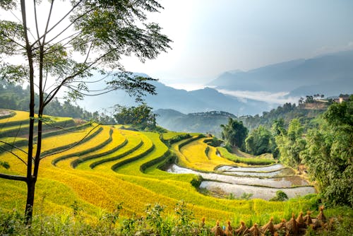 Scenic rice paddy fields in mountainous countryside