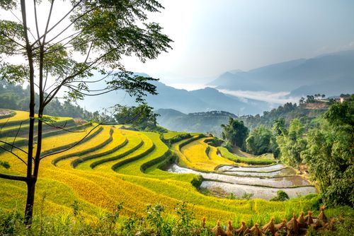 Free Picturesque scenery of well groomed rice field terrace surrounded by lush green trees in mountainous valley in tropical country Stock Photo