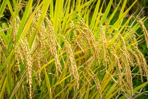 Tall green grass and spikes of rice plant growing on lush agricultural field on sunny day