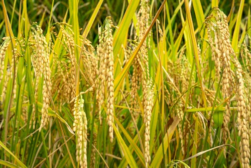 Free Cereal growing on agricultural plantation in countryside Stock Photo