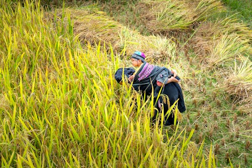 Foto stok gratis agrikultura, alam, anak