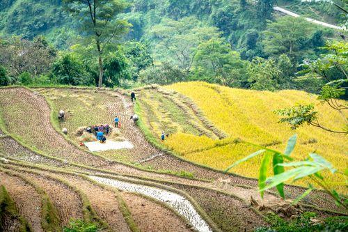 Free From above of unrecognizable people harvesting plants while working on rice paddies in mountainous countryside on sunny day Stock Photo