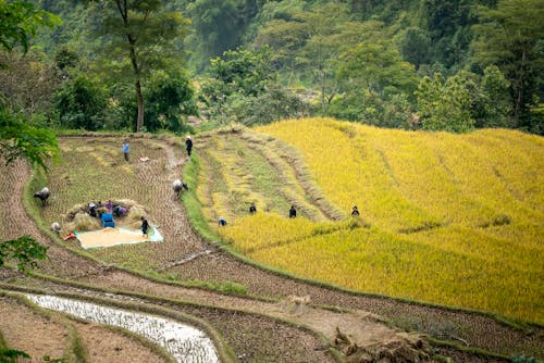 Anonymous people working on terraced rice paddy fields during harvesting season in tropical countryside