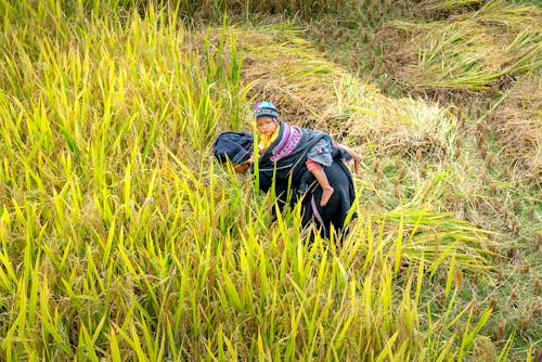 Unrecognizable local woman with child on back working on field during harvesting season