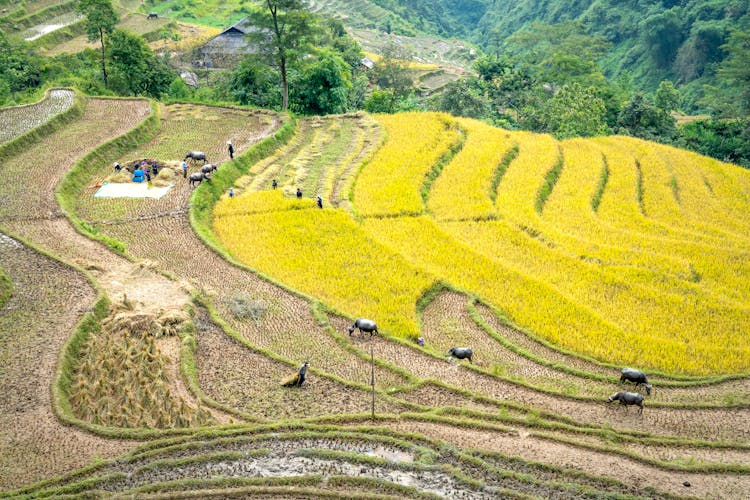 Farmer Working On Rice Plantation