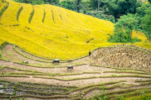 Rural fields of rice on hillside