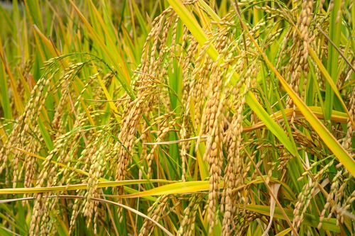 Free Closeup of ripened grain growing on agricultural field in countryside on sunny day Stock Photo