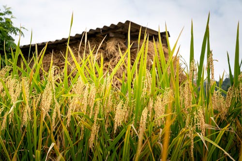 Free Low angle of ripened cereals growing on rural fields in sunny summer day Stock Photo