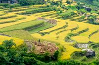The rice paddies it's grown in, under a clear, sunny sky