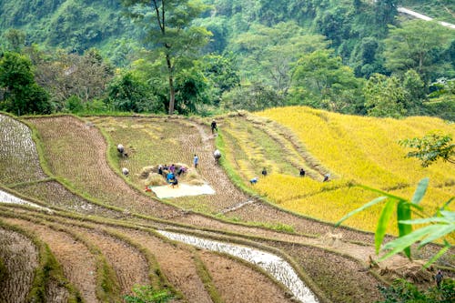 Drone view of farmers working on terraced rice field on picturesque hillside in harvest season