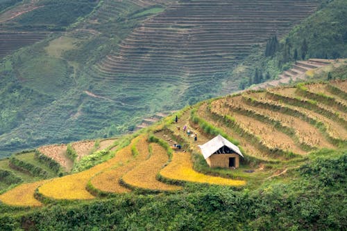 Breathtaking scenery of green hills near rice fields and house in countryside in day