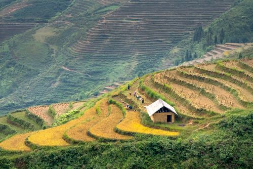 Free Breathtaking scenery of green hills near rice fields and house in countryside in day Stock Photo