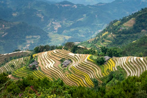 Breathtaking scenery of green hills near rice fields and settlement in countryside in light