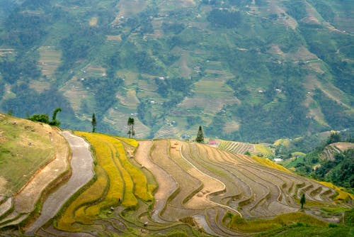 Picturesque landscape of grassy mountains with trees and meadows with rice plantations in countryside