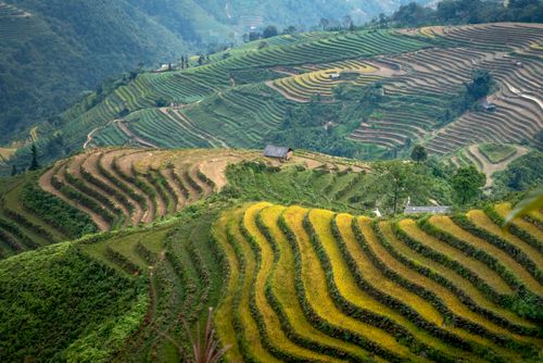 Free Picturesque scenery of grassy mountains and rice plantations near small village in daytime Stock Photo