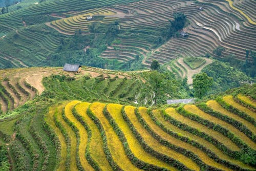 From above landscape of grassy green mountains near rice fields and settlement in countryside in daylight
