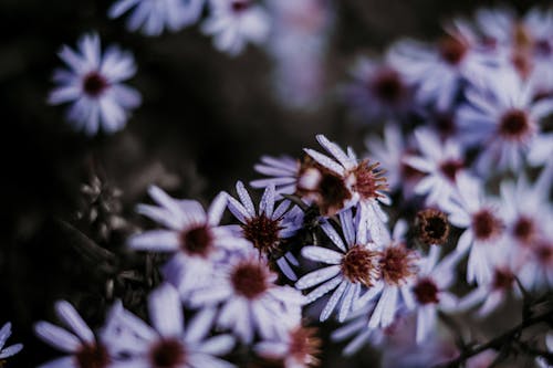 Free Selective Focus Photo of Blooming White Aster Flowers Stock Photo