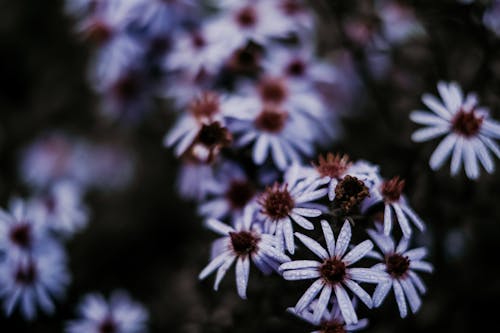 Free Selective Focus Photo of Blooming White Aster Flowers Stock Photo