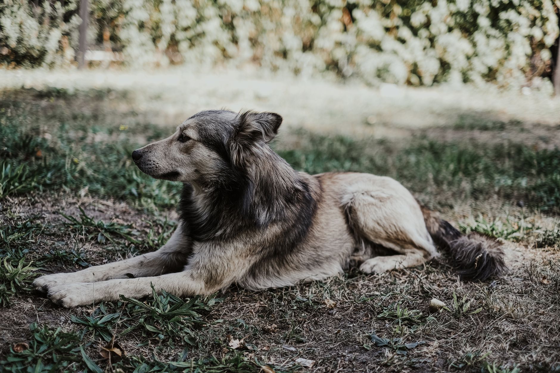 Portrait of a dog at a veterinary clinic
